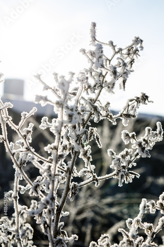 snow covered branches