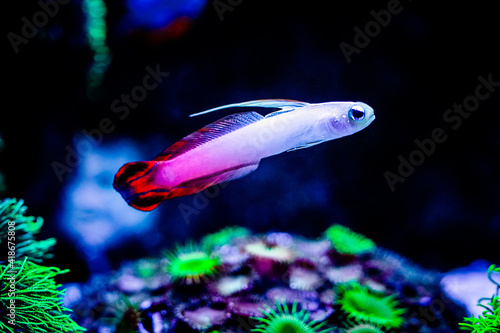 Fire goby (Nemateleotris magnifica) isolated in a reef tank with blurred background photo