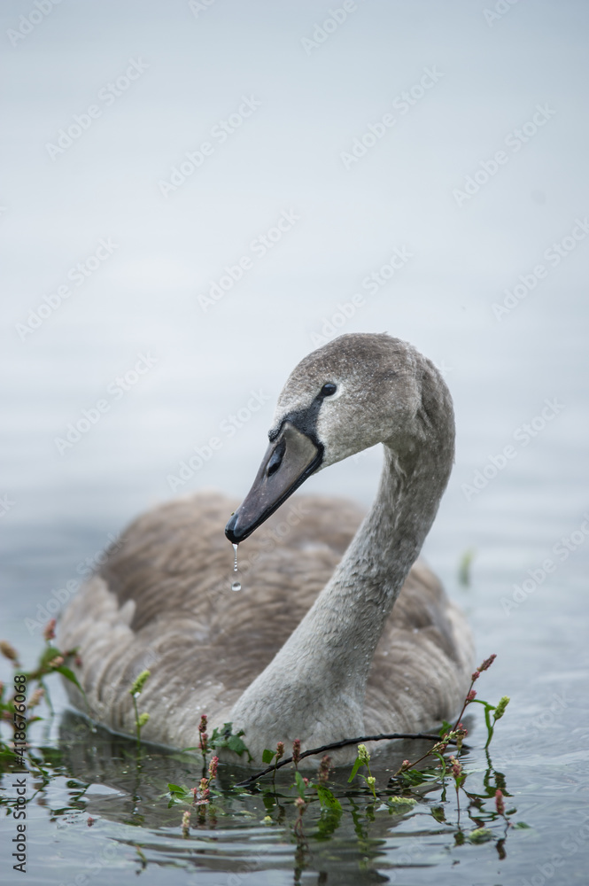 swan swan
