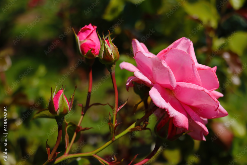 Close-up on young blooming buds of a garden rose.