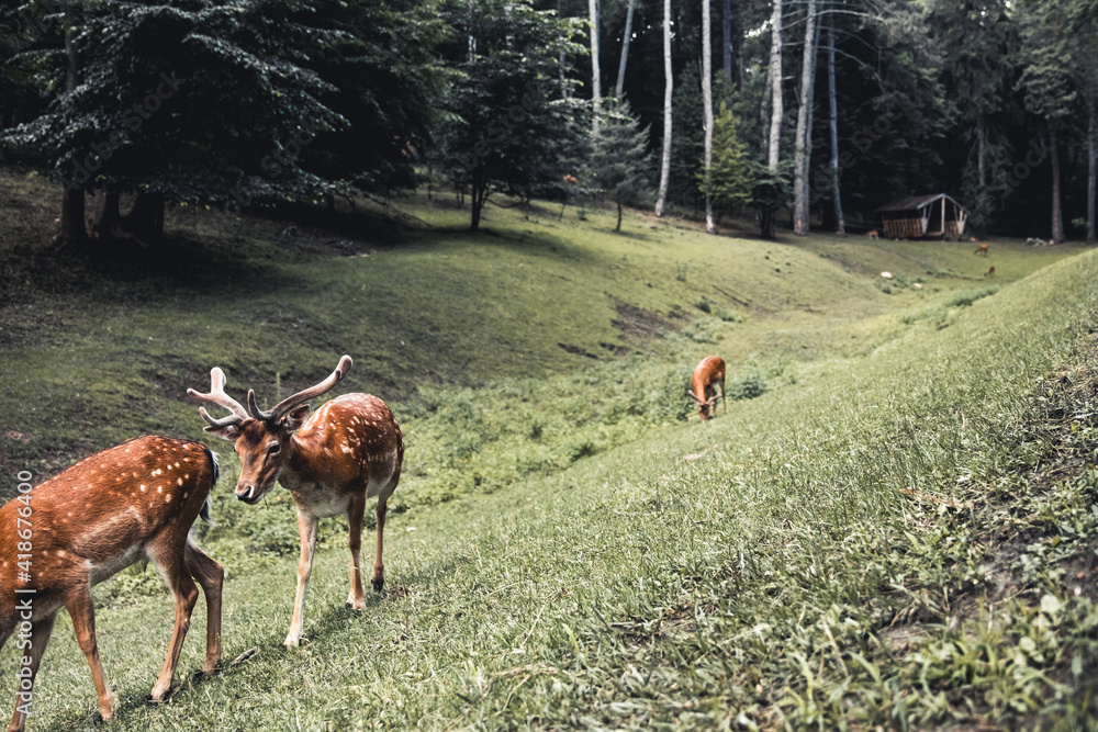 Sika deer eating grass Sika deer eating grass