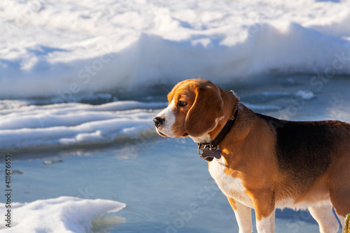 beagle stands in the winter snow and looks into the distance