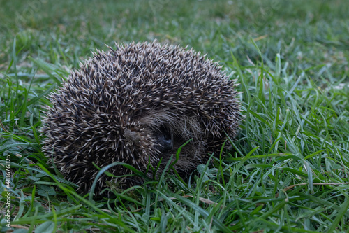 A curled up Hedgehog in the grass