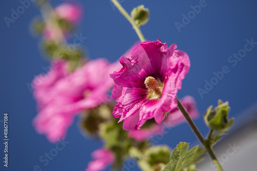 Stockrose