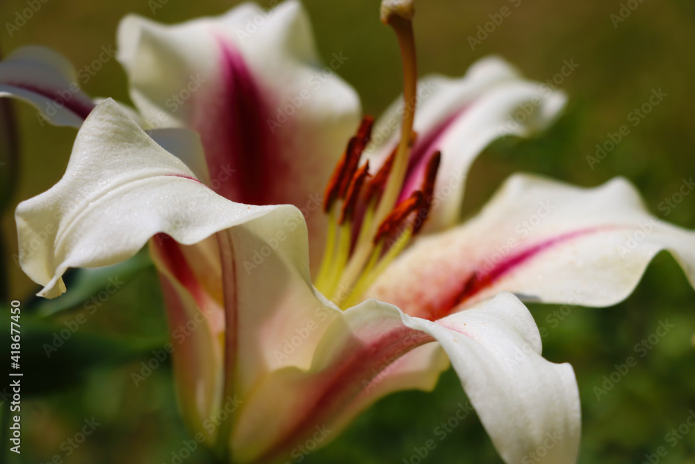 Large buds of blooming lilies in the garden.