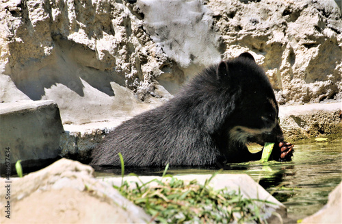 A view of an Andian Bear photo