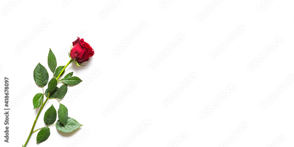 Red rose on white background with copyspace. A gift for a woman on a holiday, an invitation to a date, Valentine's Day, a sign of love Red rose on white background with copyspace. A gift for a woman on a holiday, an invitation to a date, Valentine's Day, a sign of love