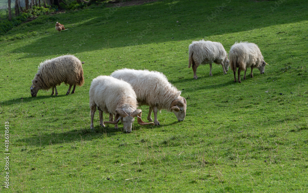 sheep grazing free on the meadow sheep grazing free on the meadow