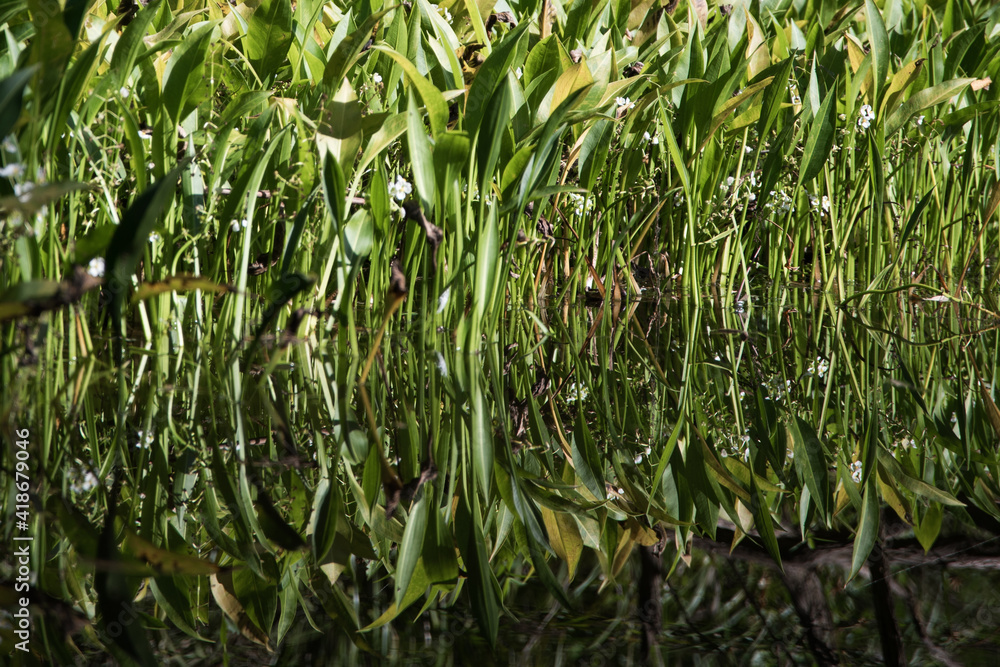 Fototapeta premium Reeds growing in river in the sun