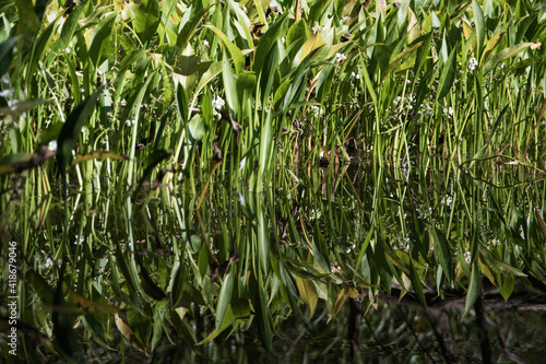 Reeds growing in river in the sun