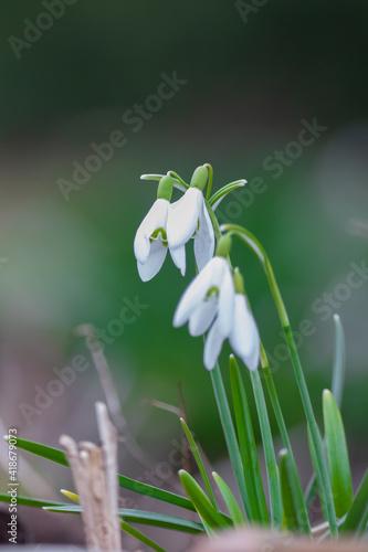 Snowdrops with blurred background