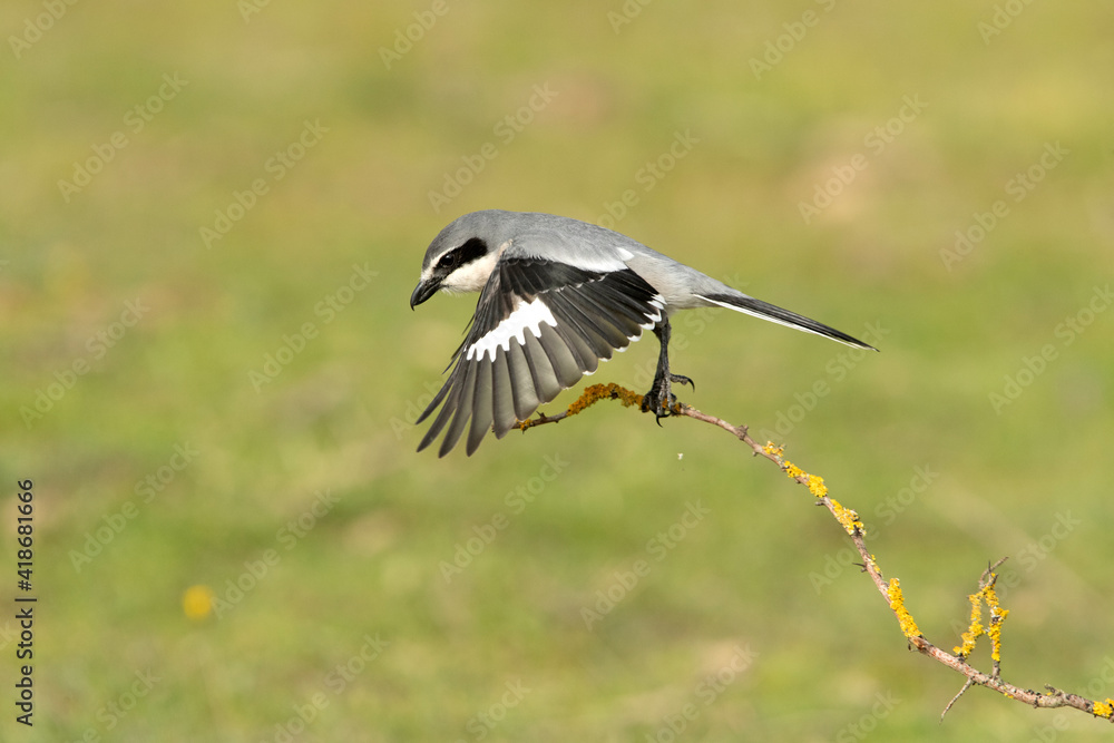 Obraz premium Southern grey shrike flying with the first morning lights in their breeding territory