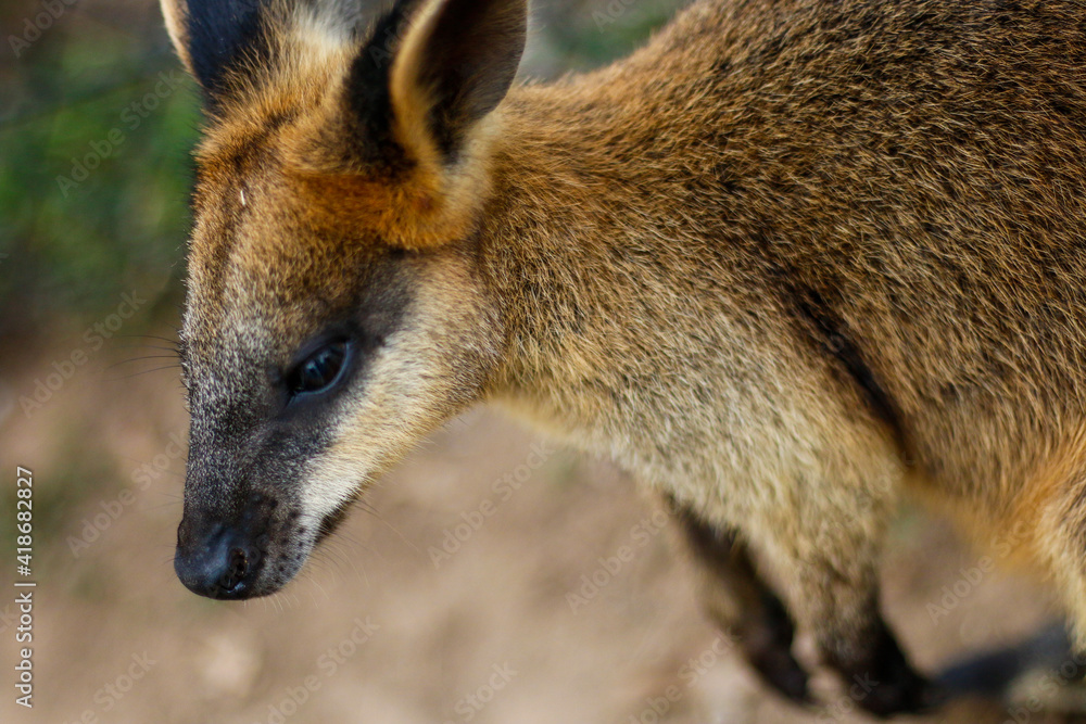 Naklejka premium kangaroo in the park