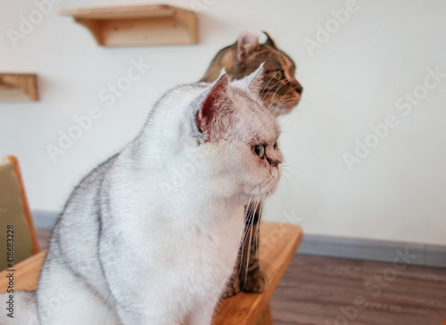 cat