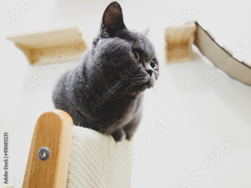 cat on the chair