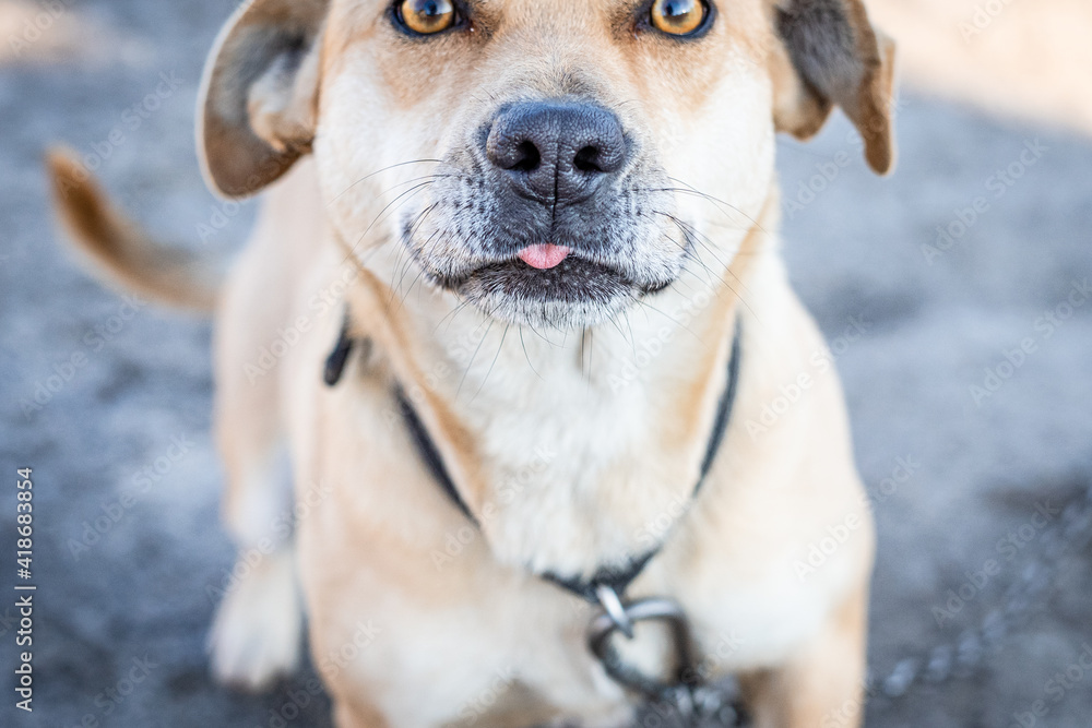Light brown dog shows tongue, focus in foreground