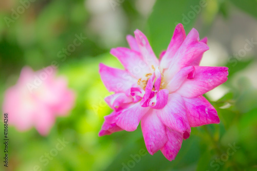 pink rose flower with green blur background © RahmadHimawan