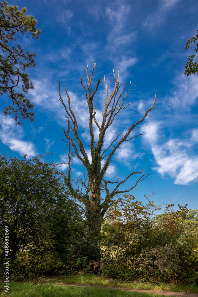 Obraz premium Abgestorbener Baum