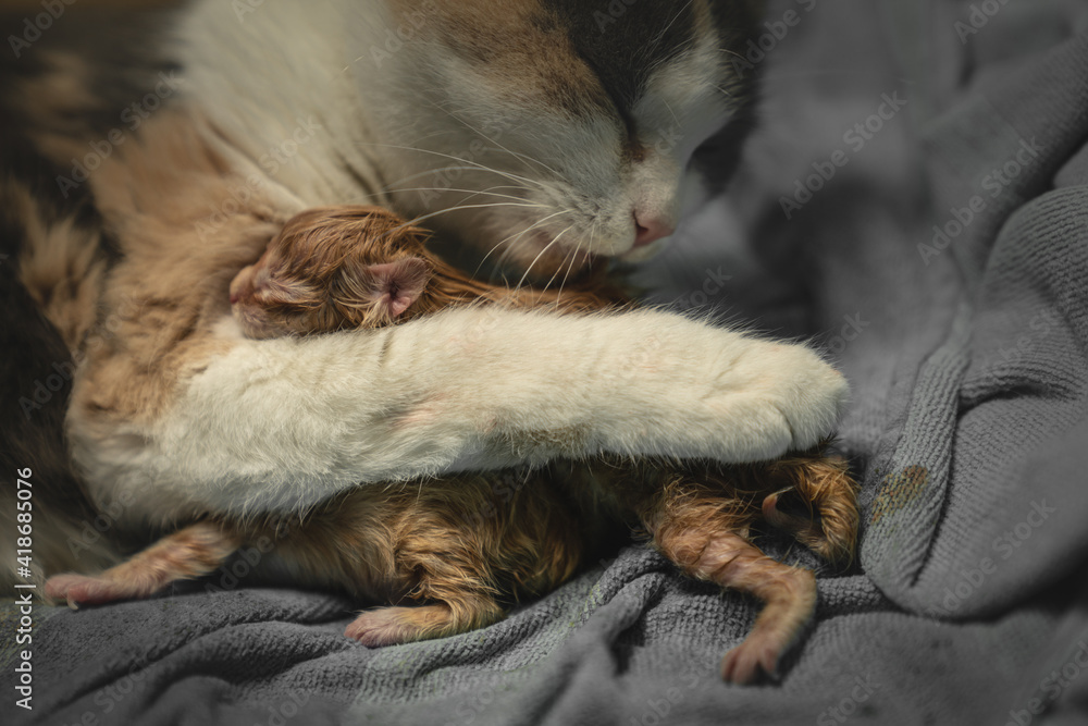 After the strains of the birth, the mother cat kisses the baby, she takes the kitten in her arms and presses it against her body. the cat licks her baby's fur dry. Her Love is beautiful