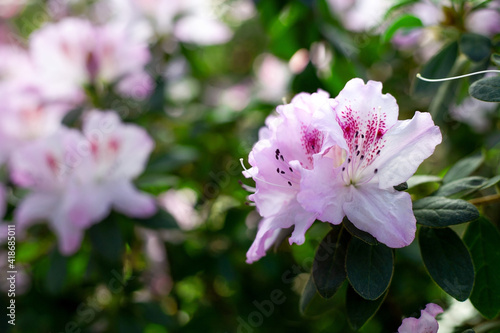 Blooming pink azalea flower close-up  Rhododendron Hinodegiri . Beautiful bright azalea flowers. Blurred floral background. Shot with shallow depth of field  selective focus  soft focus.