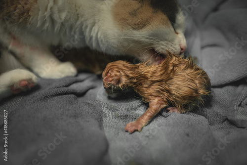 the little baby kitten has just been born. There is still blood on her face and her mother has not yet dried it