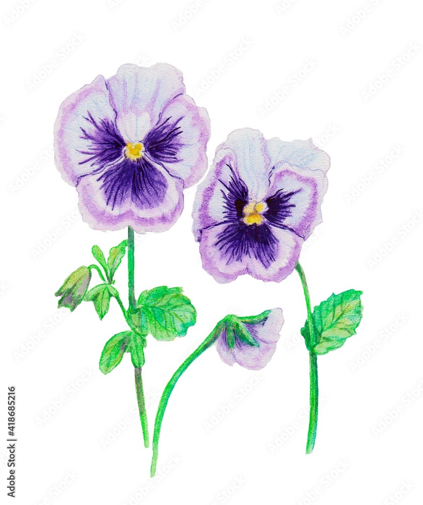 watercolor drawing, pansies flower, white background, isolated drawing, botany