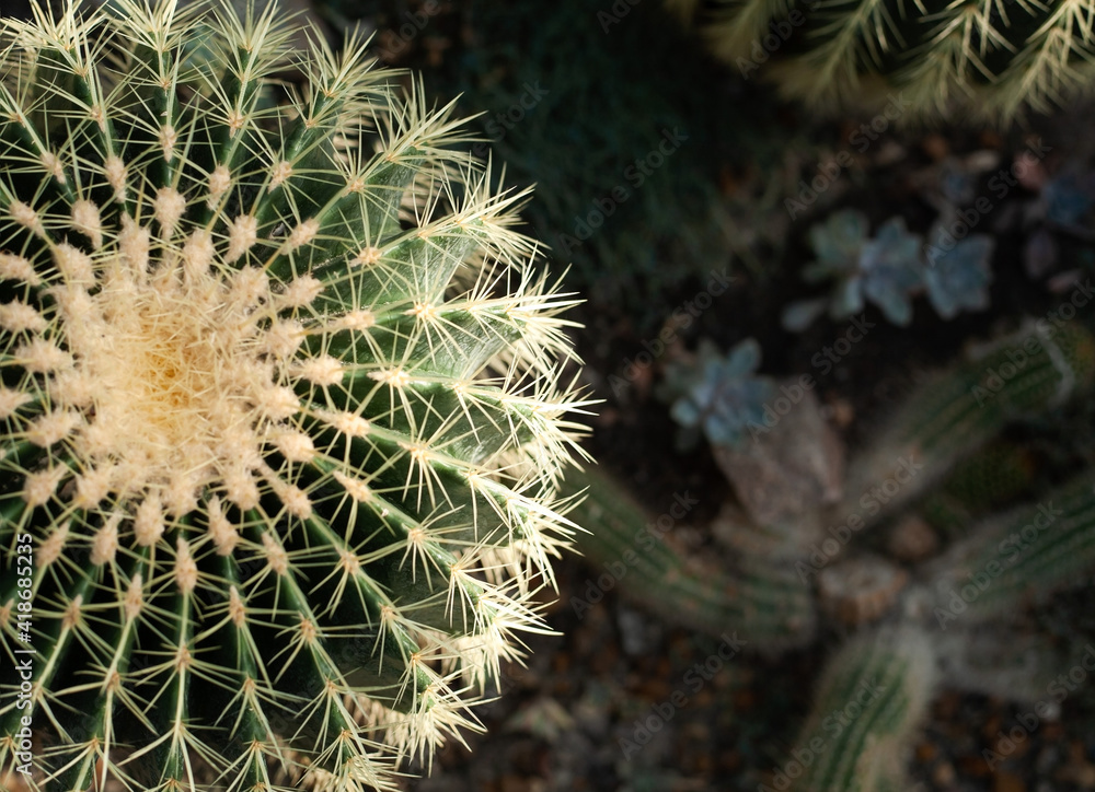 Round green cactus Echinocactus Grusonii, top view. Close-up. Free space for text. Round green cactus Echinocactus Grusonii, top view. Close-up. Free space for text.
