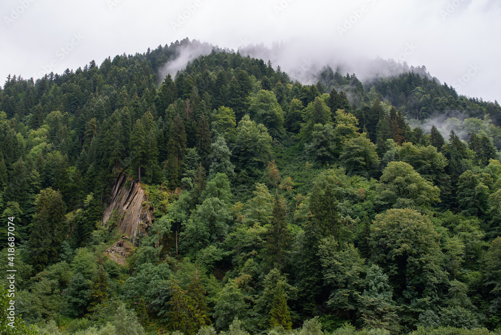 Foggy mountain forest afrter the rain