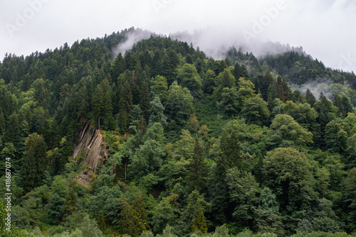Foggy mountain forest afrter the rain