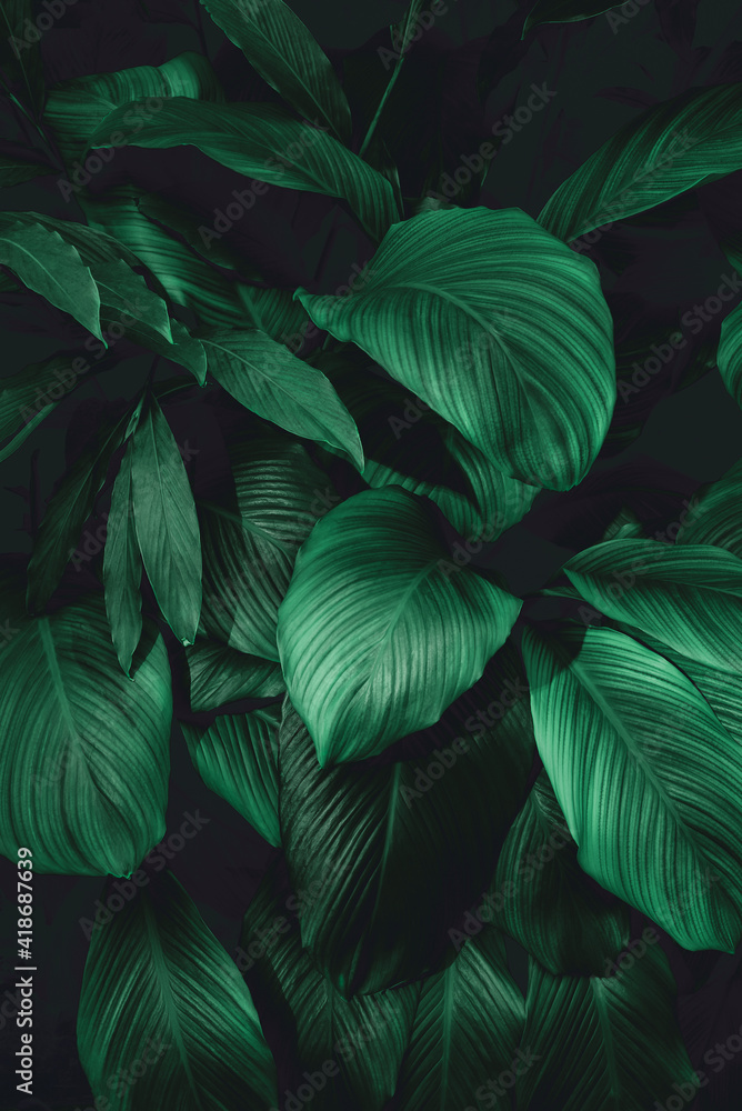 Plakat leaves of Spathiphyllum cannifolium, abstract green dark texture, nature background, tropical leaf