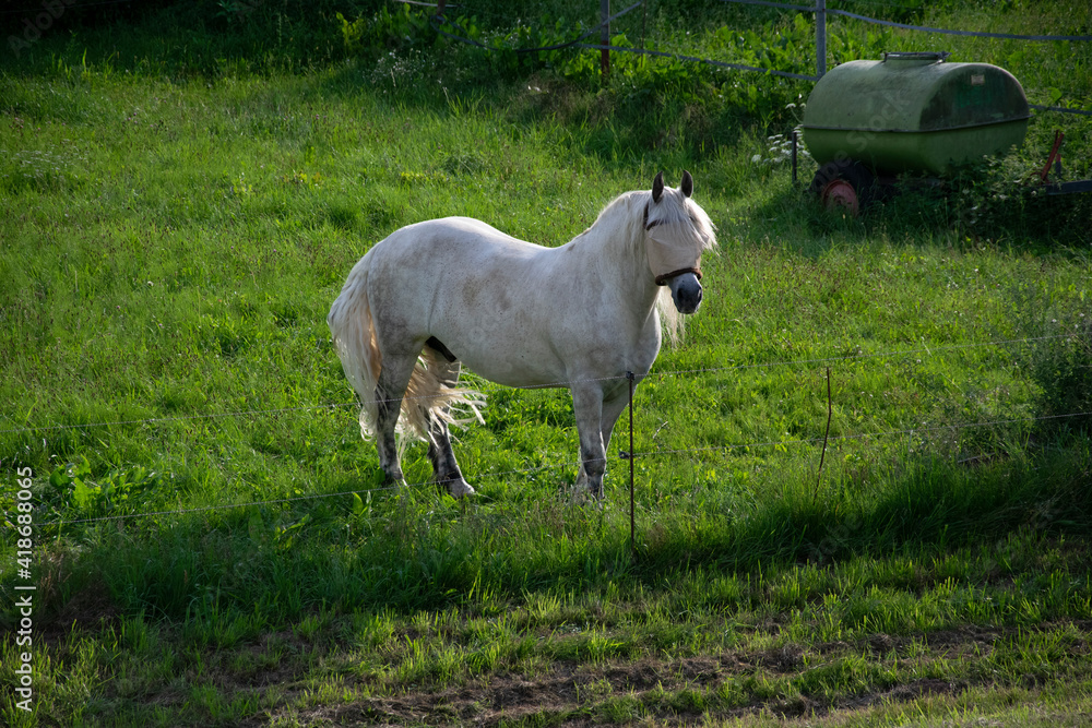 Fototapeta premium white horse in the field