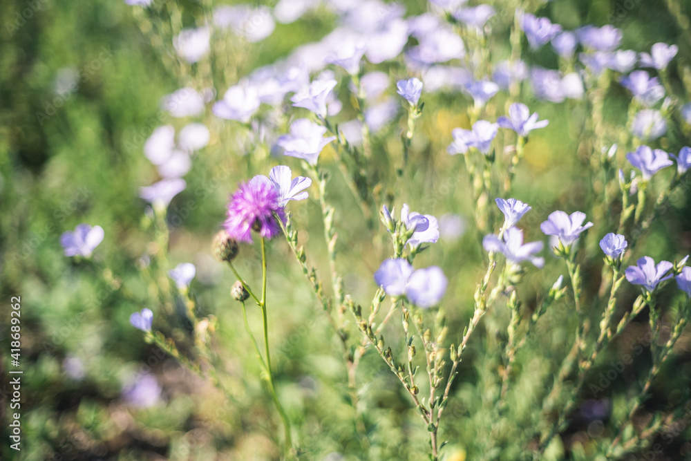 flowers in the meadow flowers in the meadow