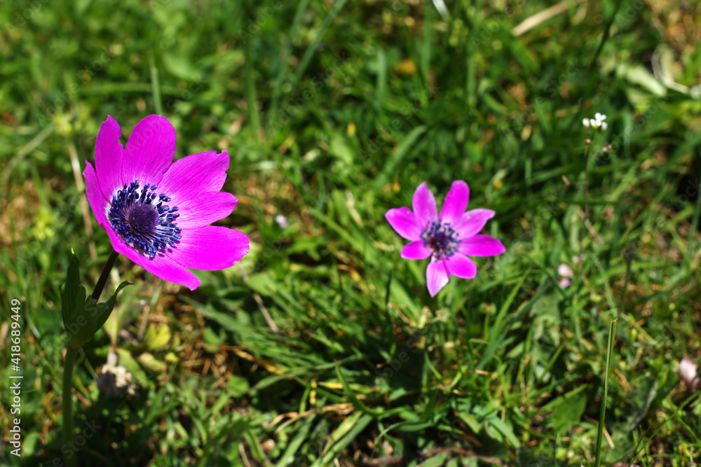 Wild flowers in the field of Greece. Wild flowers in the field of Greece.
