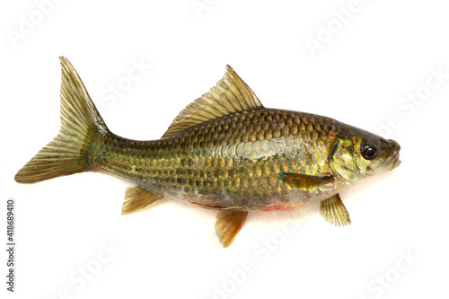 (Osteochilus vittatus) Nilem Bonylip barb fish on white background