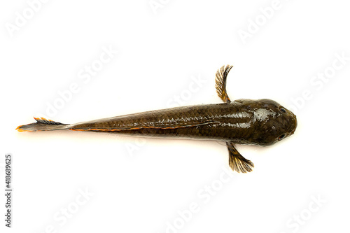 snakehead is a ferocious fish isolated on white background
