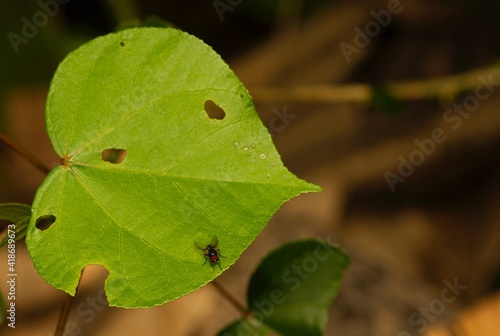 A Hibiscus tiliaceus leaf with many holes and a fly, in shallow focus