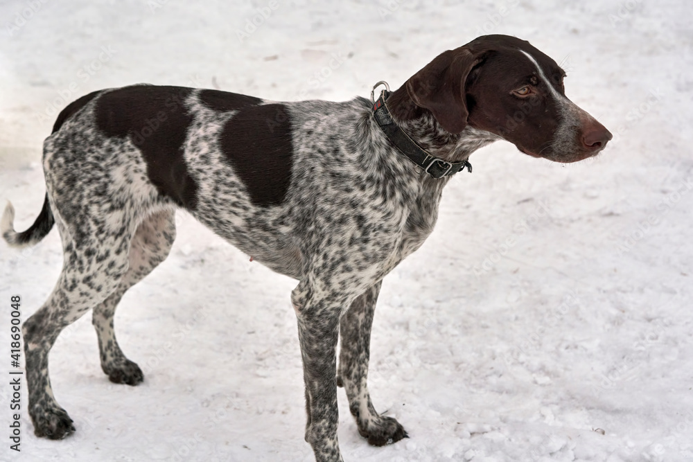 Portrait of hunting dog Setter Pointer Kurzhaar amid snow