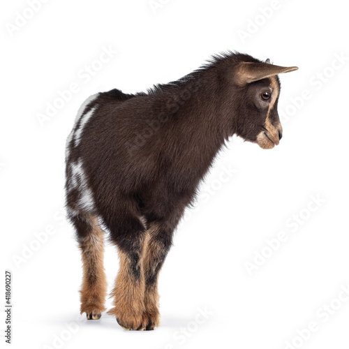 Cute little goat. Standing facing front with head turned to the side. Isolated on white background.
