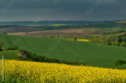 Wiosenny krajobraz z kolorowymi polami zbóż i rzepaku, widać ślady traktora opryskującego chemikaliami zboża, krajobraz południowych Moraw