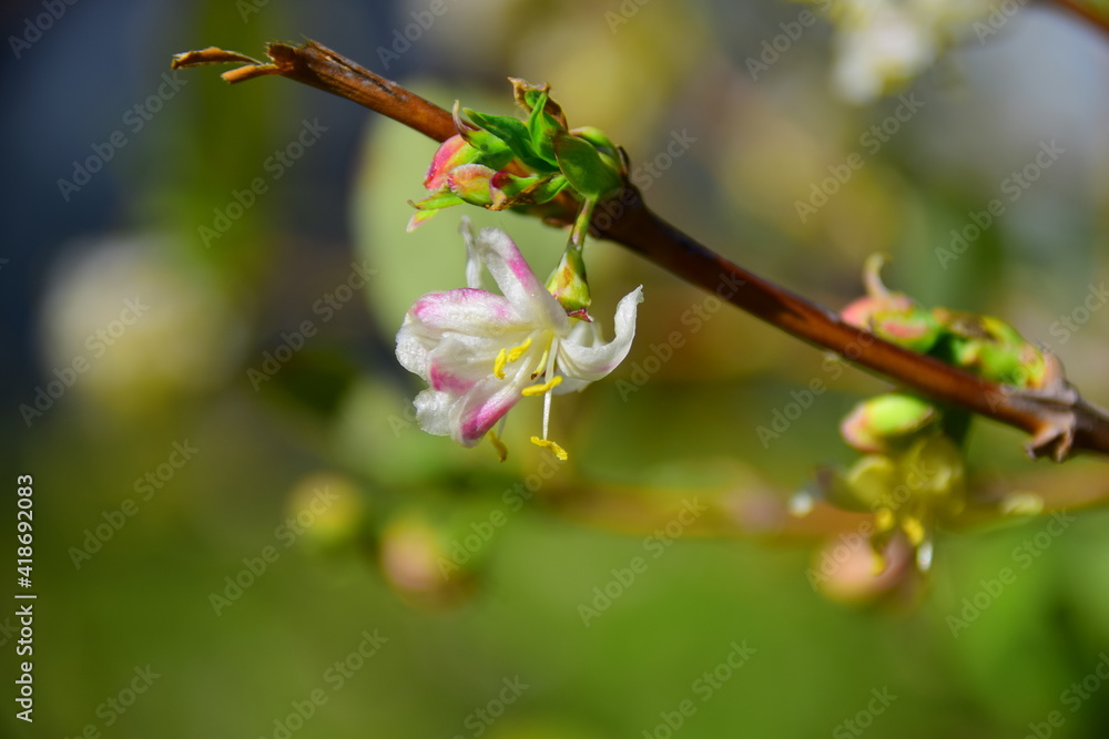 buds on a branch buds on a branch