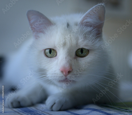 katzenportrait photo