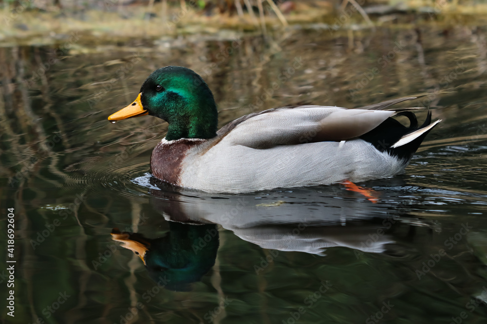 Obraz premium Duck on the water