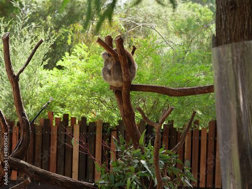 Photography Koalas climbing and sitting