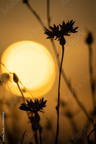 Kornblume im Sonnenuntergang photo
