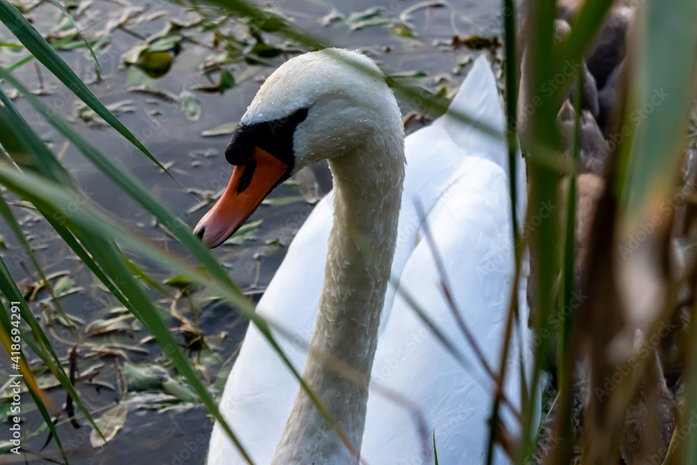 Obraz premium Łabędź niemy. Pochmurny dzień. Lato.