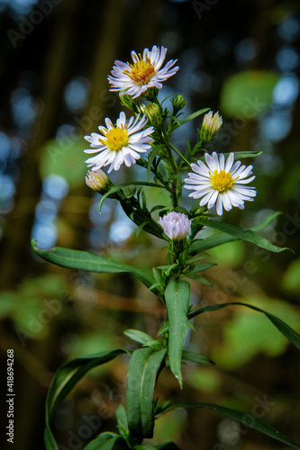 Wildblumen