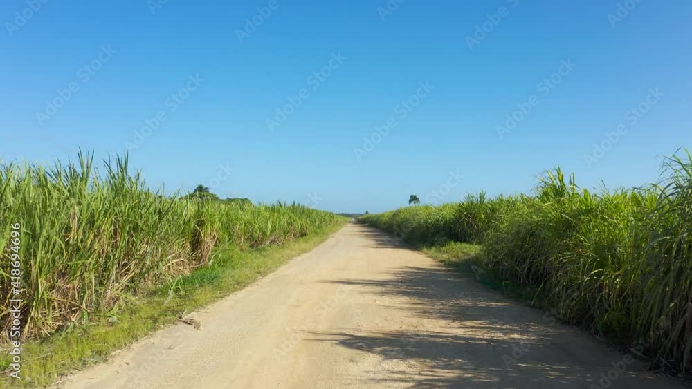 Road through a sugarcane plantation. Green grassy field against a bright blue sky. Clear sunny summer day in the meadow. Agriculture in the Dominican Republic. Road through a sugarcane plantation. Green grassy field against a bright blue sky. Clear sunny summer day in the meadow. Agriculture in the Dominican Republic.