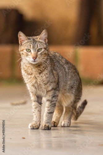 cat