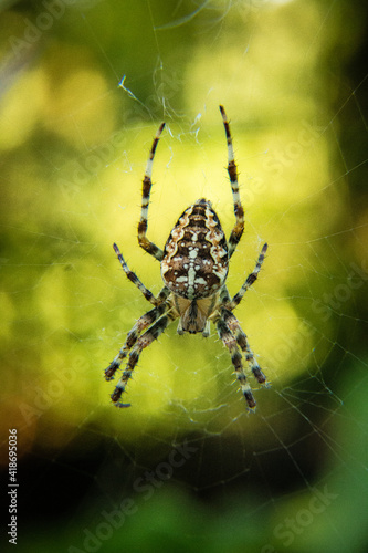 Kreuzspinne