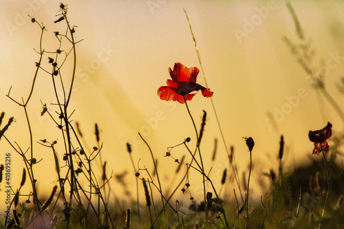 Mohnblume im Sonnenuntergang